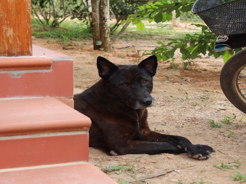 Spring Garden Homestay Phu Quoc Eksteriør bilde